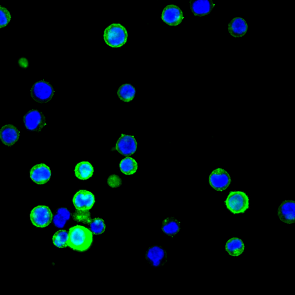 Immunofluorescent image of female chicken primordial germ cells labeled with DSHB antibody EMA-1 against a primordial germ cell surface marker (green). PMID: 39794966, Fig. 1F.
